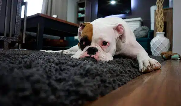 Pet Odor Removal