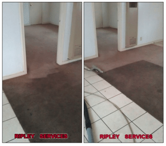 carpet before and after