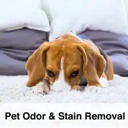 Pet Stain and Odor Removal