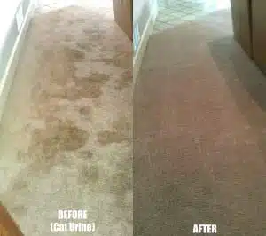 Pet Odor Removal